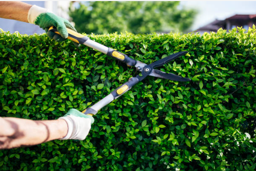 Bush Trimming