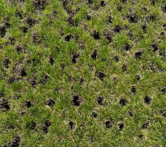 Lawn Aeration