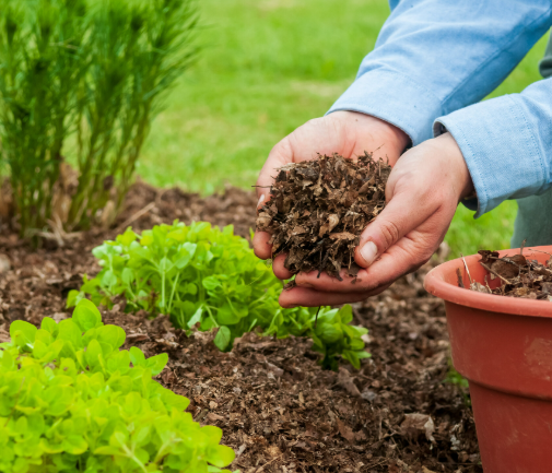Fertilization & Mulch