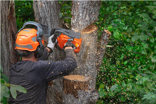 Tree Trimming