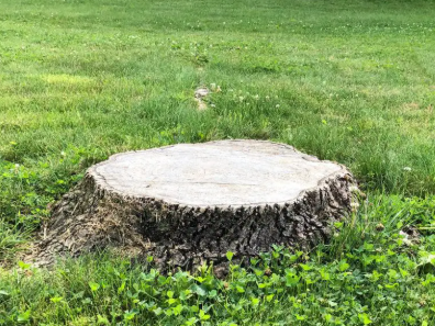 Tree or Stump Removal